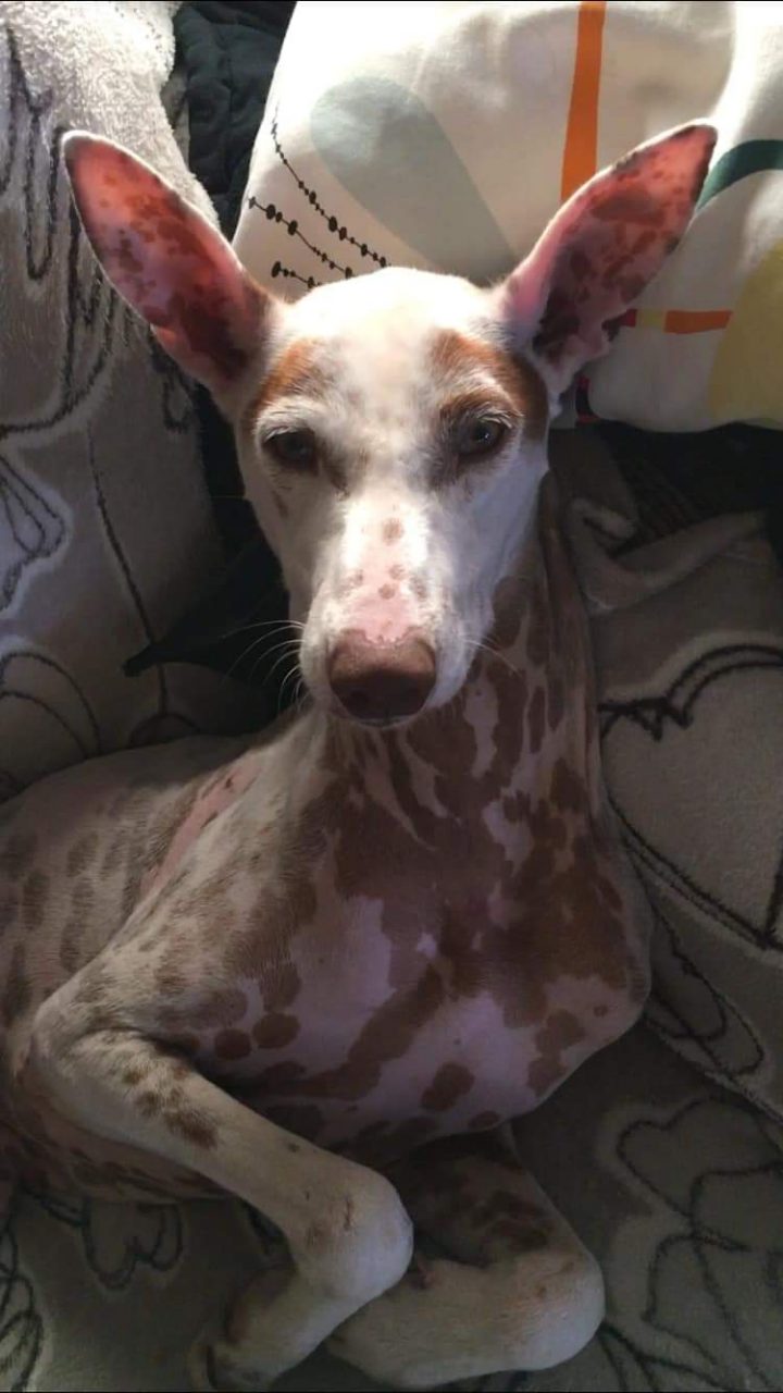 Cane investito a Centrale, si cercano testimoni