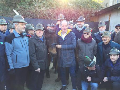 E’ morto Iroso il mulo alpino più vecchio d’Italia era veneto