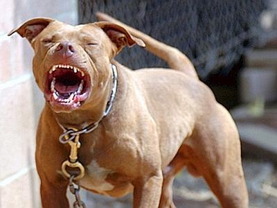 Anziana aggredita da un pitbull: ora è ricoverata in Rianimazione a Bassano del Grappa