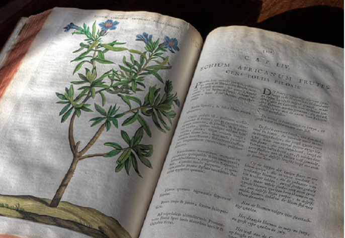 “Di rara pianta”: La mostra di antichi libri di botanica della Biblioteca Civica