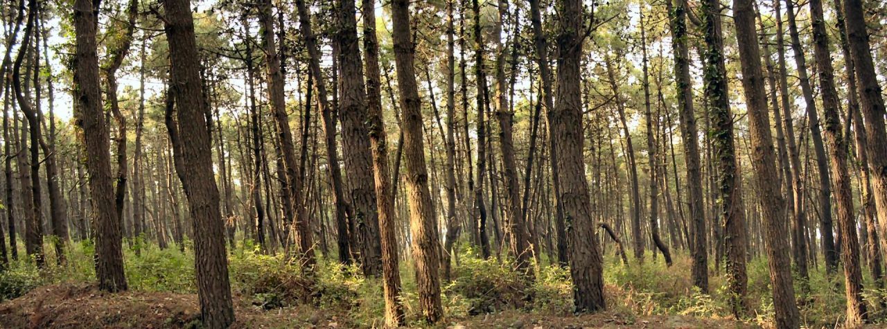 Rosà: arriva il weekend ecologico