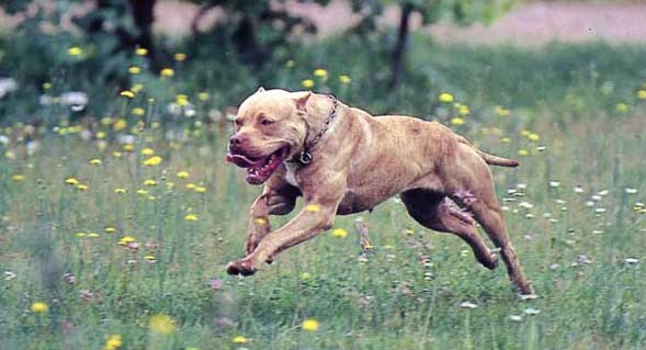 Trovato il corpo di un cane: lo aveva ucciso e gettato nel laghetto