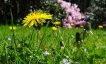 "Terrachiama biodiversità e prosperità"