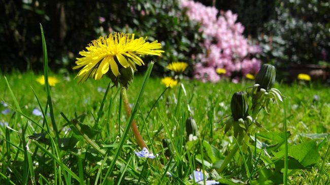 “Terrachiama biodiversità e prosperità”