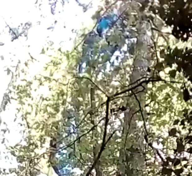 Parapendista resta impigliato in un albero sul Grappa