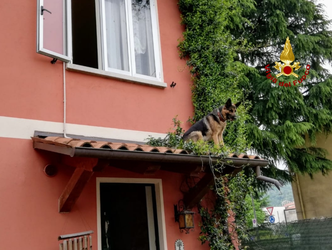 Cane bloccato su una pensilina a Schio