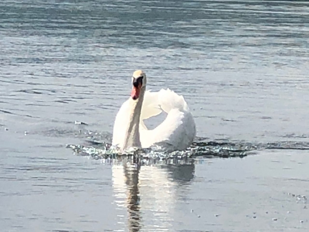Ucciso il cigno del laghetto di Recoaro Terme