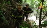 I Vigili del fuoco recuperano un caprone