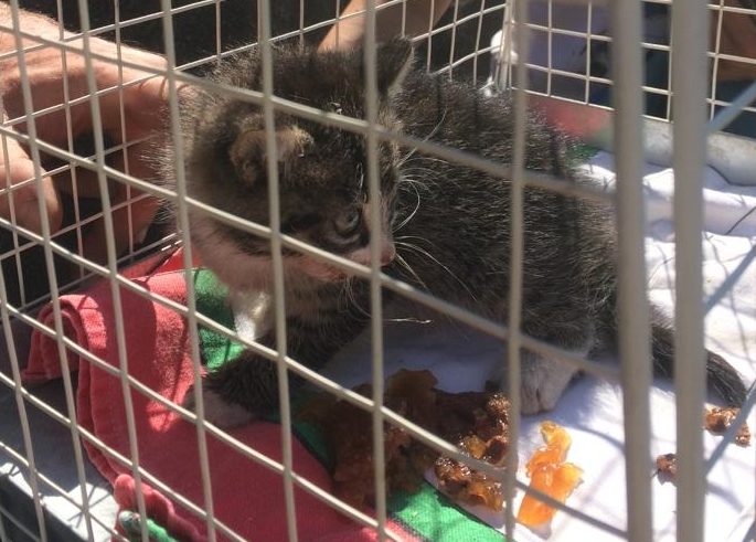 Gattino finisce sotto la griglia della ciclabile: recuperato dai vigili del fuoco