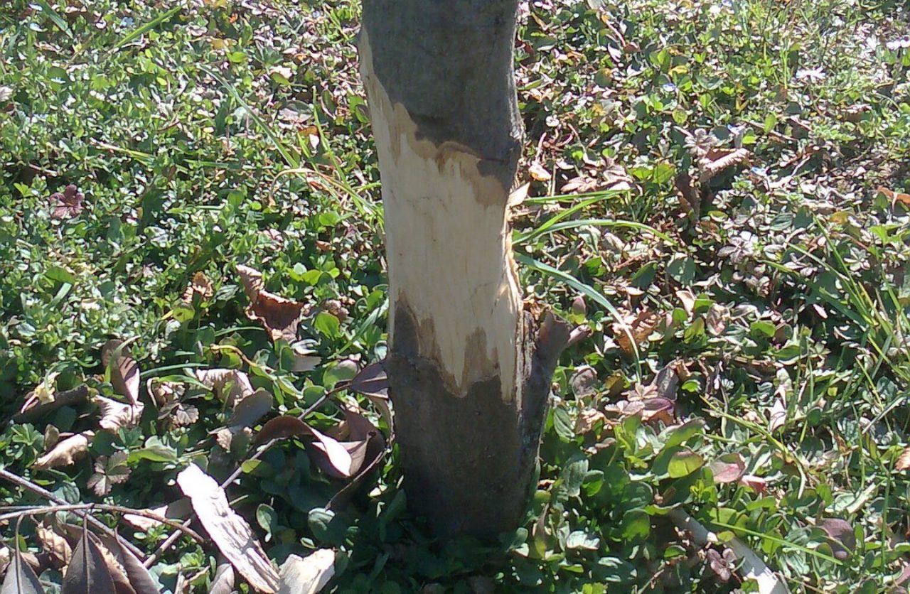 Vandali al parco di via Sanzio: scorticati 13 alberi di carpino