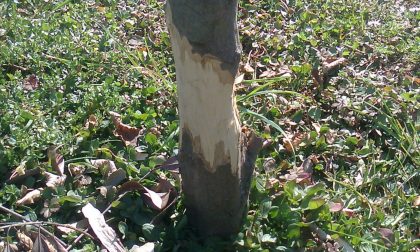 Vandali al parco di via Sanzio: scorticati 13 alberi di carpino