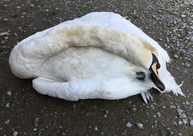 La compagna del cigno ucciso a bastonate si lascia morire di fame