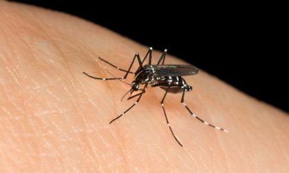 Misure di lotta alle zanzare per l'Estate 2019
