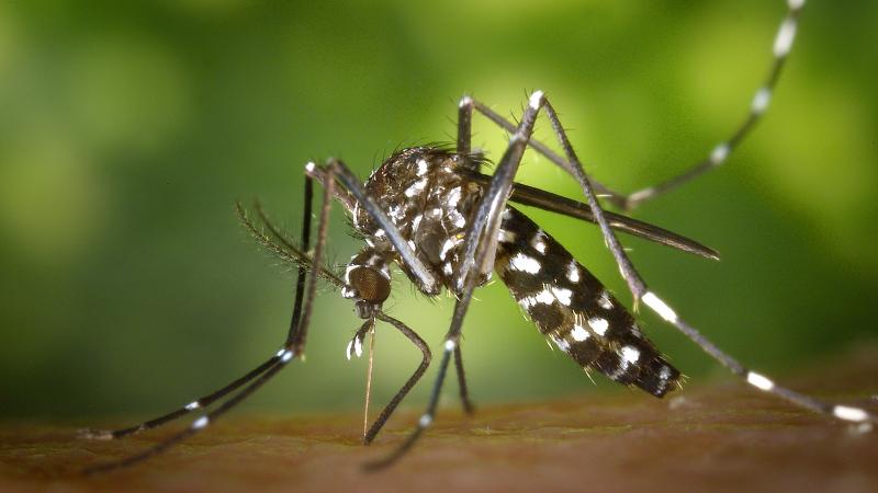 Il bollettino delle arbovirosi in Veneto: in regione ci sono 70 casi di West Nile