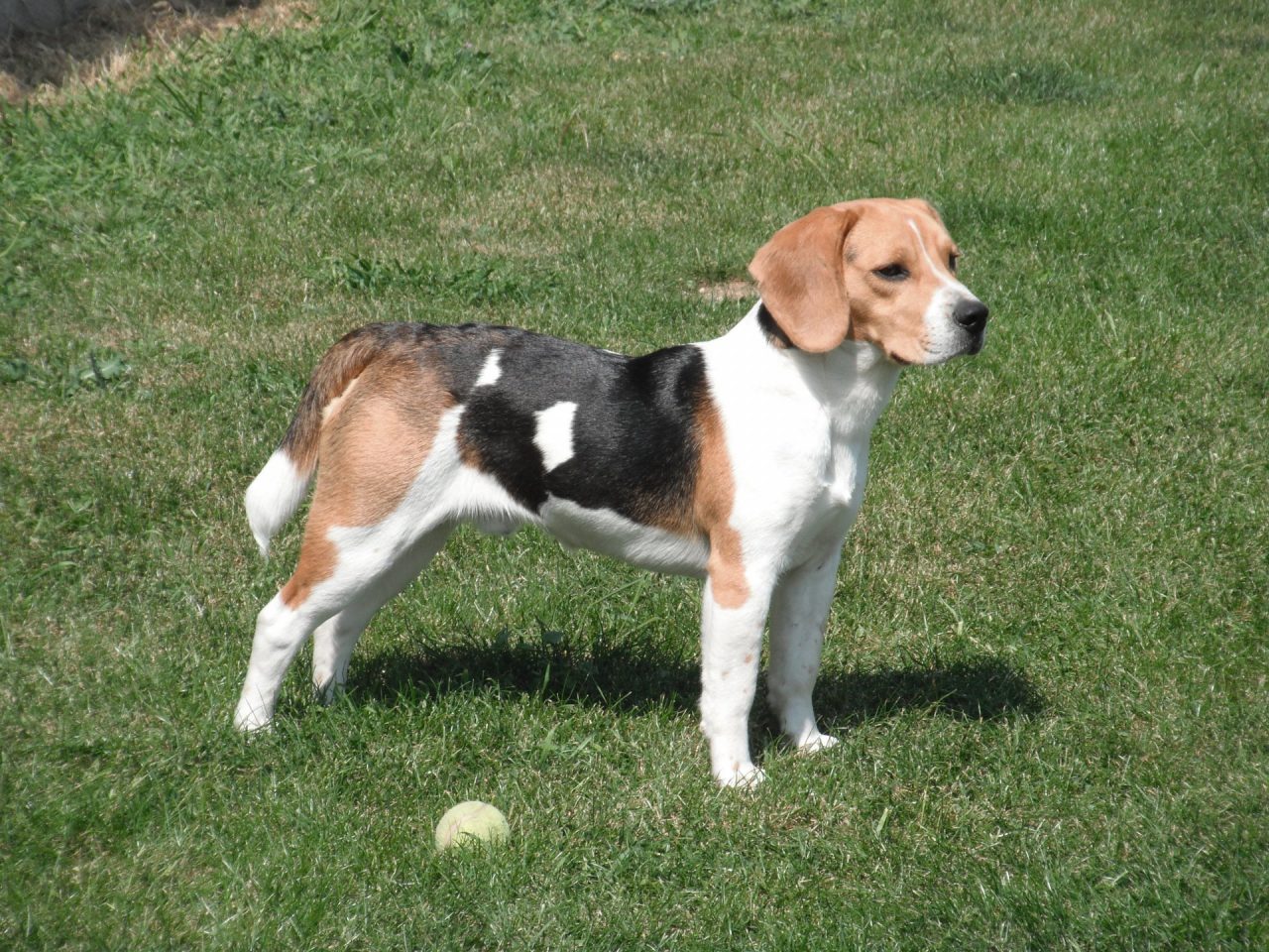 Non è residente a Costabissara: multa “insolita” perchè porta il cane al parco