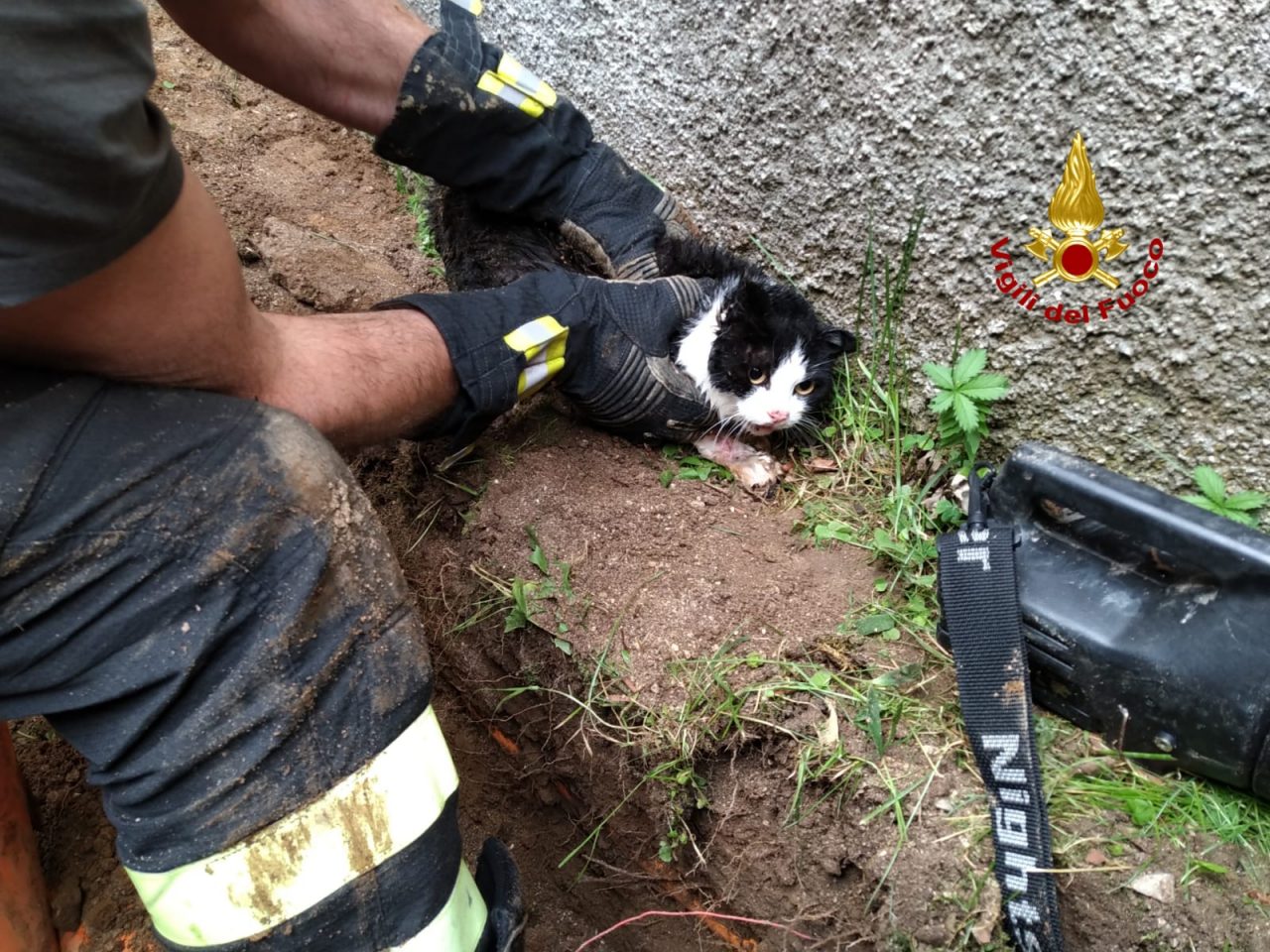 I vigili del fuoco salvano un micio ed una rondine