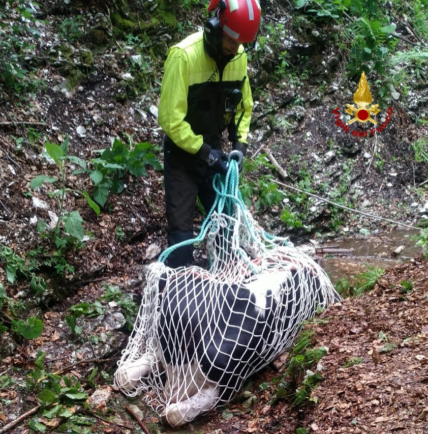 Mucche finiscono in una scarpata: recuperate con l’elicottero