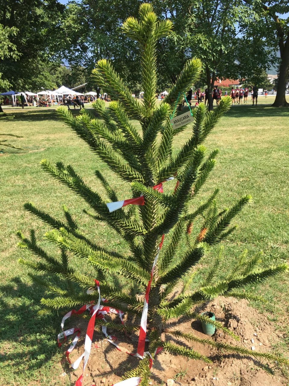 Quando il gemellaggio non è “rispettoso”: polemica a Bassano