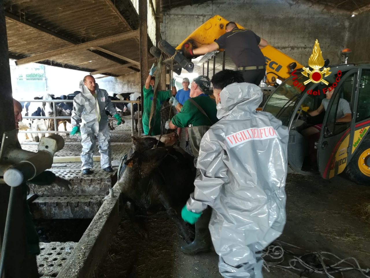 Bovino tratto in salvo dalla vasca dei liquami
