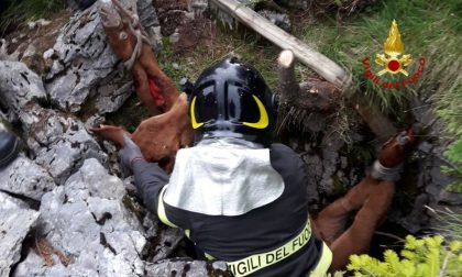Vitello caduto in una voragine: salvato dai pompieri
