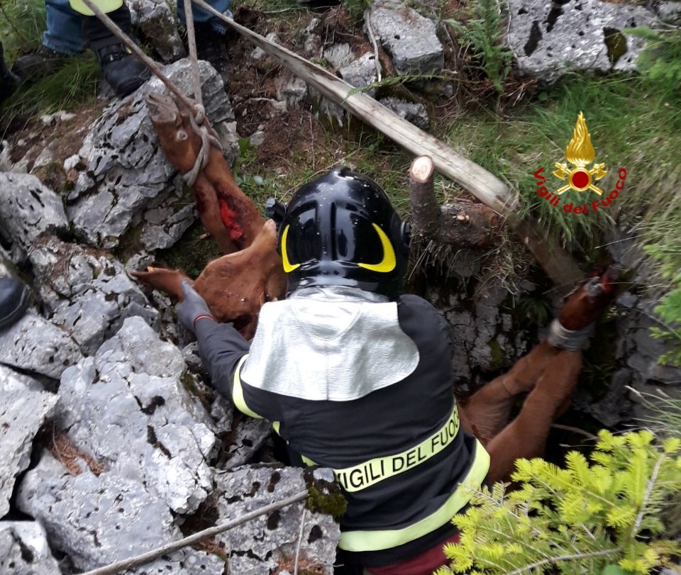 Vitello caduto in una voragine: salvato dai pompieri