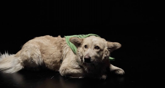 Il cucciolo orfano salvato dai “Lost”