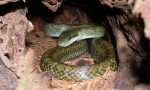 Serpente esotico di due metri in un campo a Grumolo delle Abbadesse