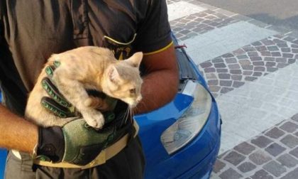Gattino incastrato nel cofano di un'auto in corsa: lo salvano i pompieri