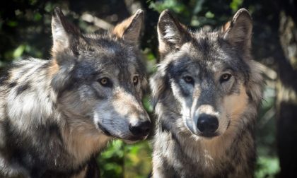 Lupi divorano 43 pecore: gregge quasi sterminato fra morti, feriti e dispersi