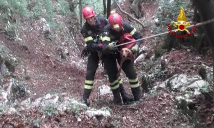 Segugio salvato da un dirupo a Foza