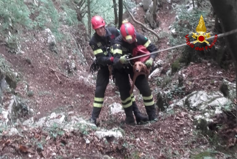 Segugio salvato da un dirupo a Foza