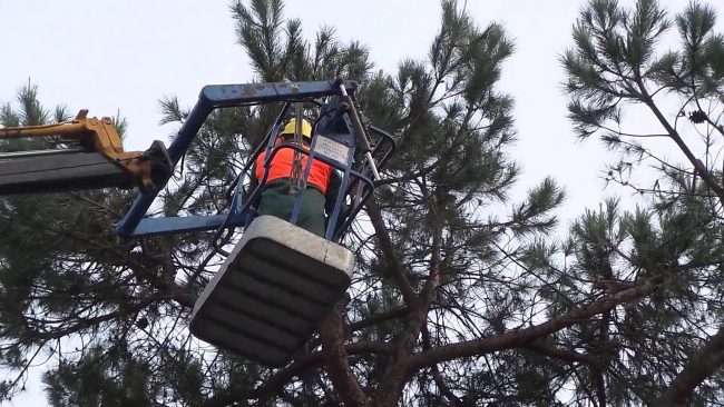 Concluse le indagini sulla stabilità di alcuni cipressi: Un solo albero sarà abbattuto