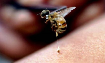 Ciclista punto da un'ape finisce in rianimazione in condizioni critiche