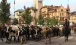 Transumanza: paura ad Asiago per un cavallo imbizzarrito