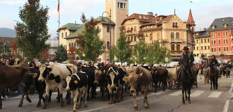 Transumanza: paura ad Asiago per un cavallo imbizzarrito