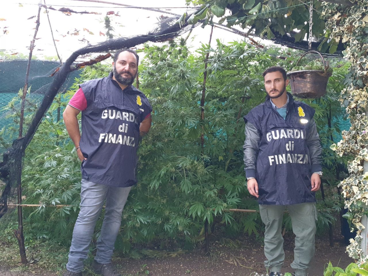 La Guardia di Finanza sequestra diverse piantagioni di Cannabis