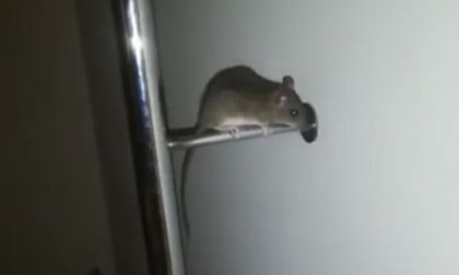 Un topo in sala d'aspetto al San Bassiano