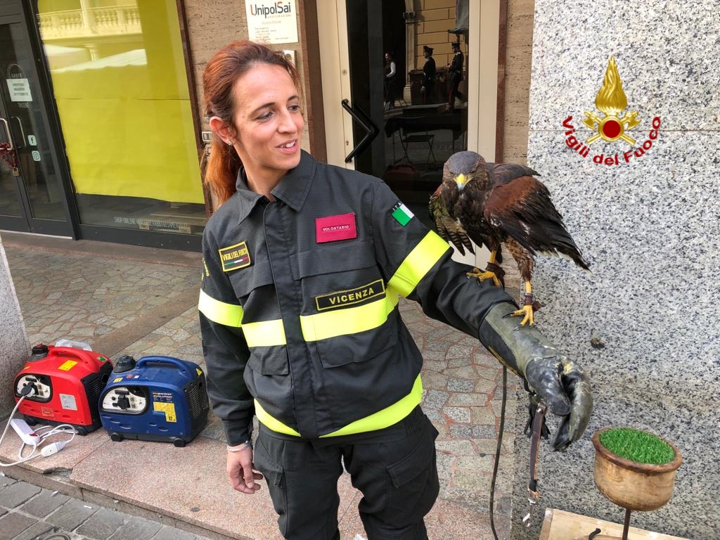 Poiana scappa dall’addestratore e si rifugia su un tetto