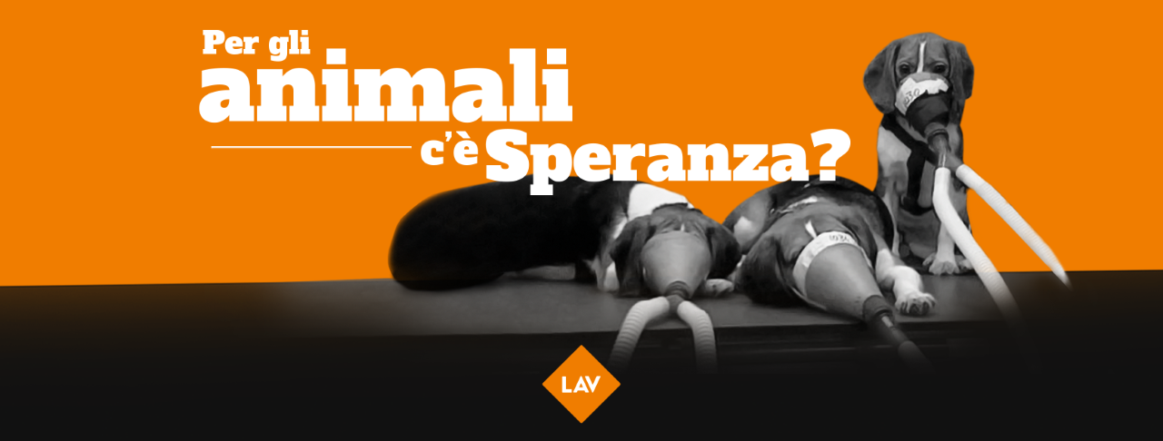 Lav Bassano: Brindare per gli animali non è un piacere!