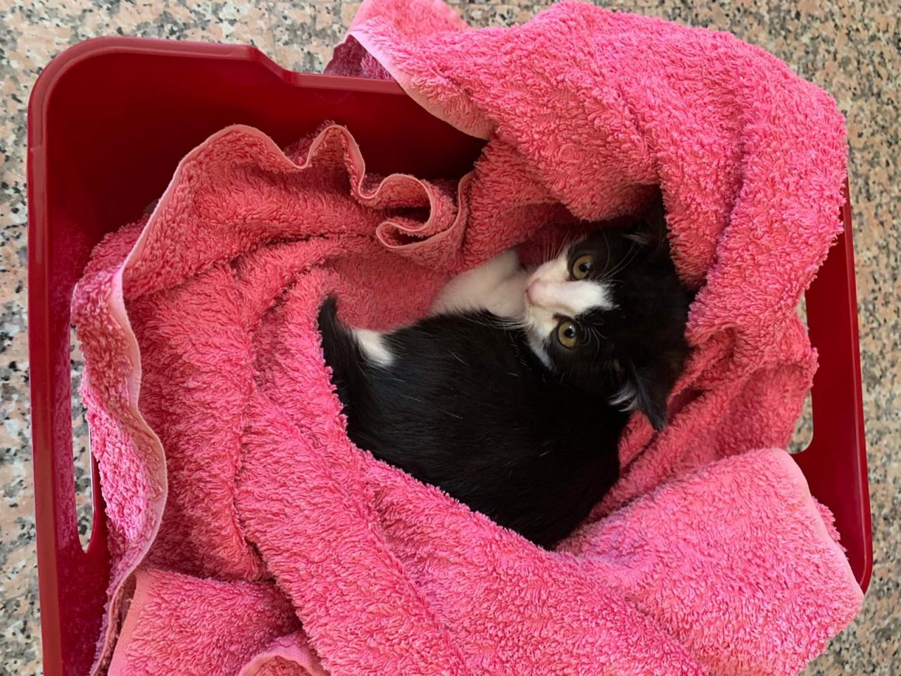 La strana sparizione di un gatto: Affidato e poi scomparso dopo un giorno