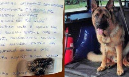 Gli spacciatori piangono Rocky, il cane antidroga della polizia di Thiene