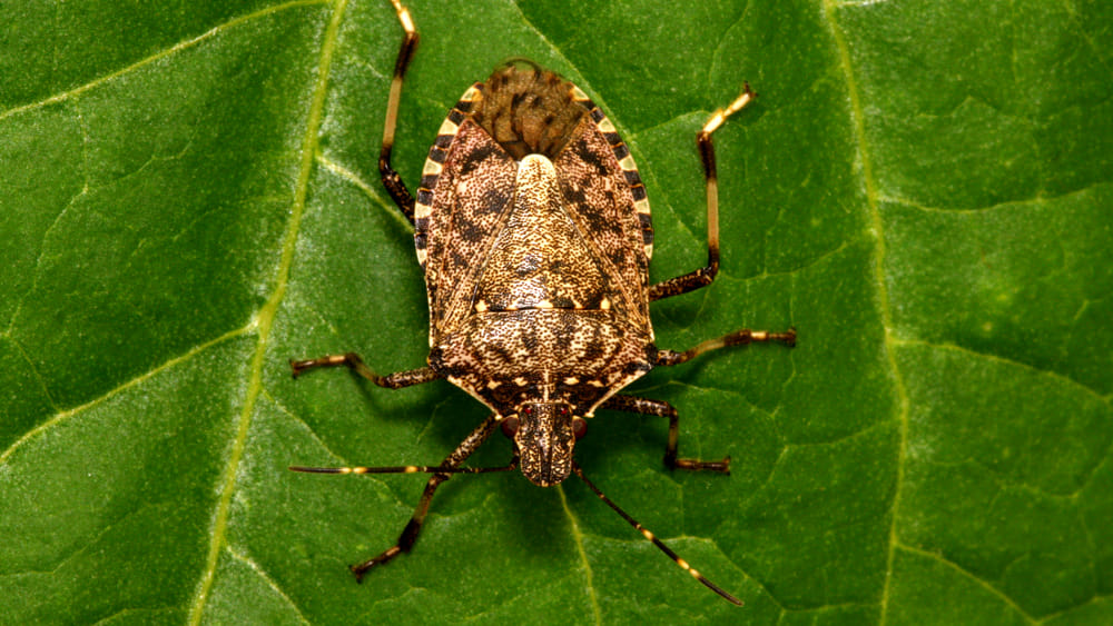 Cimice asiatica: La Regione definisce i criteri per i danni ai frutticoltori