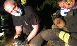 Rischiavano la vita appena nati, cuccioli salvati dai Vigili del fuoco - FOTO