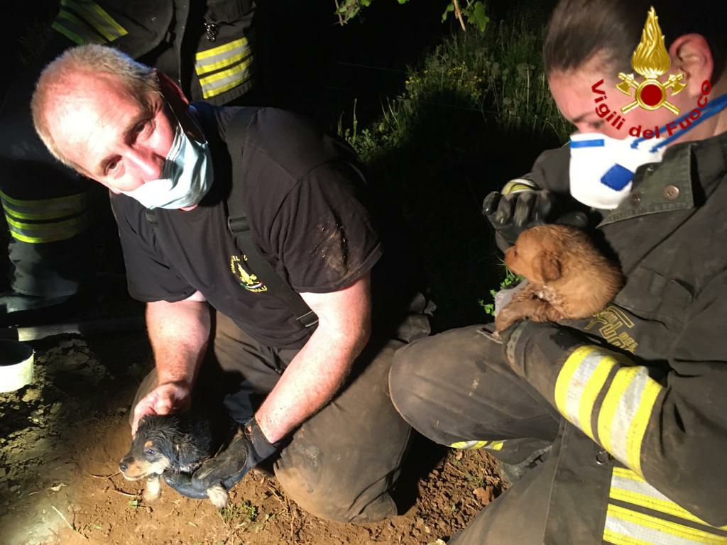 Rischiavano la vita appena nati, cuccioli salvati dai Vigili del fuoco – FOTO