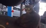 Miagolio nell'auto, cliente la porta in officina: mamma gatto stava partorendo i cuccioli - VIDEO