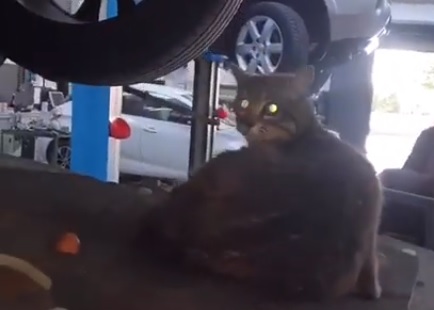 Miagolio nell’auto, cliente la porta in officina: mamma gatto stava partorendo i cuccioli – VIDEO