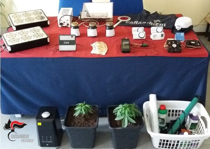 Serra di marijuana in casa scoperta grazie al “fiuto” della vigilessa: nei guai 42enne di Valdagno