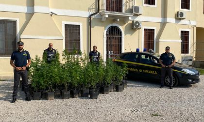 Noventa Vicentina, la marijuana fa 100! Maxi sequestro in un fondo agricolo - FOTO