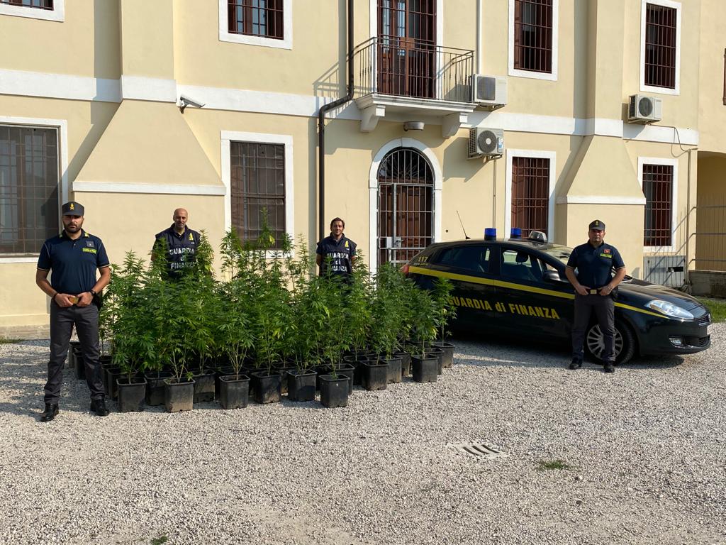 Noventa Vicentina, la marijuana fa 100! Maxi sequestro in un fondo agricolo – FOTO