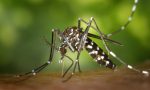 Febbre dengue, caso a Montecchio Maggiore: esploso un focolaio famigliare